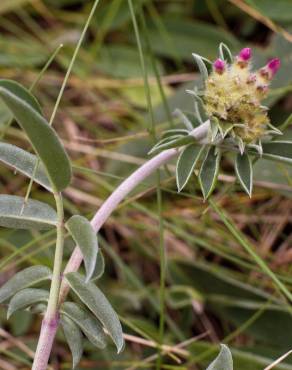 Fotografia 10 da espécie Anthyllis vulneraria subesp. iberica no Jardim Botânico UTAD