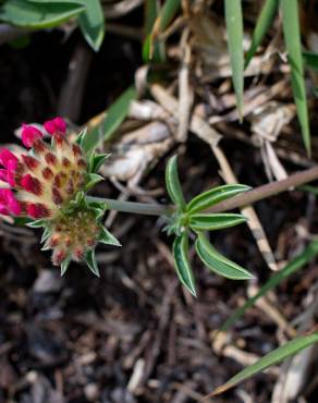 Fotografia 13 da espécie Anthyllis vulneraria subesp. iberica no Jardim Botânico UTAD