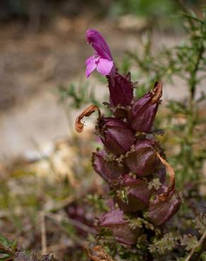 Fotografia 7 da espécie Pedicularis sylvatica subesp. lusitanica no Jardim Botânico UTAD