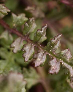 Fotografia 8 da espécie Pedicularis sylvatica subesp. lusitanica no Jardim Botânico UTAD