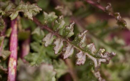 Fotografia da espécie Pedicularis sylvatica subesp. lusitanica