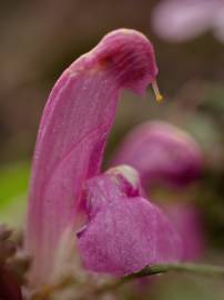 Fotografia da espécie Pedicularis sylvatica subesp. lusitanica