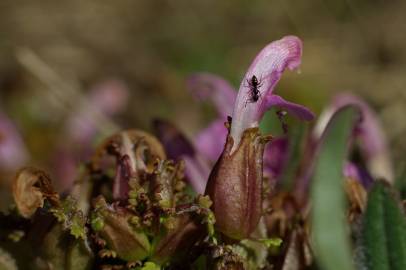 Fotografia da espécie Pedicularis sylvatica subesp. lusitanica