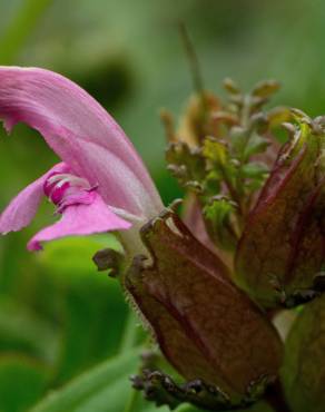 Fotografia 11 da espécie Pedicularis sylvatica subesp. lusitanica no Jardim Botânico UTAD