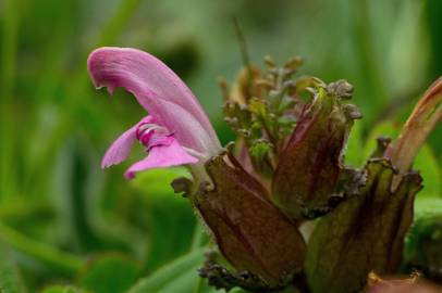 Fotografia da espécie Pedicularis sylvatica subesp. lusitanica