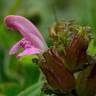 Fotografia 11 da espécie Pedicularis sylvatica subesp. lusitanica do Jardim Botânico UTAD