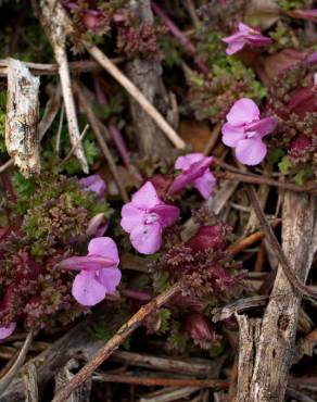 Fotografia 12 da espécie Pedicularis sylvatica subesp. lusitanica no Jardim Botânico UTAD