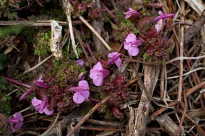 Fotografia da espécie Pedicularis sylvatica subesp. lusitanica