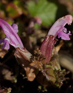 Fotografia 14 da espécie Pedicularis sylvatica subesp. lusitanica no Jardim Botânico UTAD