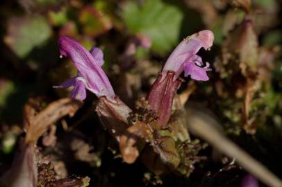 Fotografia da espécie Pedicularis sylvatica subesp. lusitanica