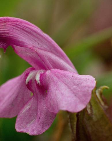 Fotografia de capa Pedicularis sylvatica subesp. lusitanica - do Jardim Botânico