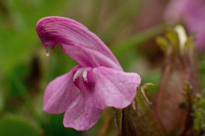 Fotografia da espécie Pedicularis sylvatica subesp. lusitanica