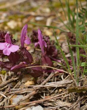 Fotografia 15 da espécie Pedicularis sylvatica subesp. lusitanica no Jardim Botânico UTAD