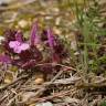 Fotografia 15 da espécie Pedicularis sylvatica subesp. lusitanica do Jardim Botânico UTAD