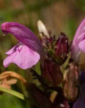 Fotografia 16 da espécie Pedicularis sylvatica subesp. lusitanica no Jardim Botânico UTAD