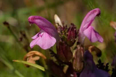 Fotografia da espécie Pedicularis sylvatica subesp. lusitanica