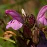 Fotografia 16 da espécie Pedicularis sylvatica subesp. lusitanica do Jardim Botânico UTAD