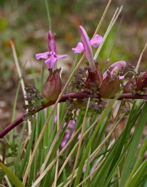 Fotografia 17 da espécie Pedicularis sylvatica subesp. lusitanica no Jardim Botânico UTAD