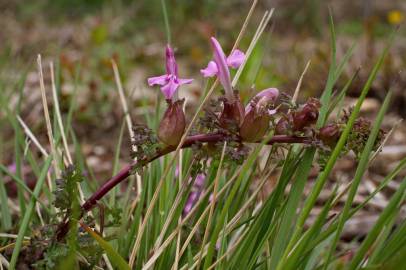 Fotografia da espécie Pedicularis sylvatica subesp. lusitanica