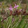 Fotografia 17 da espécie Pedicularis sylvatica subesp. lusitanica do Jardim Botânico UTAD