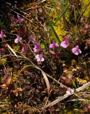 Fotografia 18 da espécie Pedicularis sylvatica subesp. lusitanica no Jardim Botânico UTAD