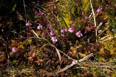 Fotografia da espécie Pedicularis sylvatica subesp. lusitanica