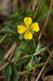 Fotografia da espécie Potentilla erecta