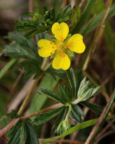 Fotografia de capa Potentilla erecta - do Jardim Botânico