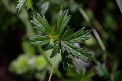 Fotografia da espécie Potentilla erecta