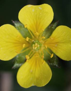 Fotografia 13 da espécie Potentilla erecta no Jardim Botânico UTAD