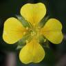 Fotografia 13 da espécie Potentilla erecta do Jardim Botânico UTAD