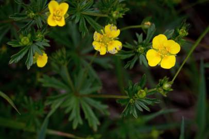 Fotografia da espécie Potentilla erecta