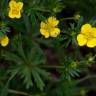 Fotografia 14 da espécie Potentilla erecta do Jardim Botânico UTAD