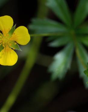 Fotografia 16 da espécie Potentilla erecta no Jardim Botânico UTAD