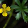 Fotografia 16 da espécie Potentilla erecta do Jardim Botânico UTAD