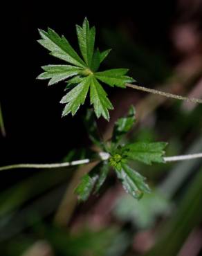 Fotografia 17 da espécie Potentilla erecta no Jardim Botânico UTAD