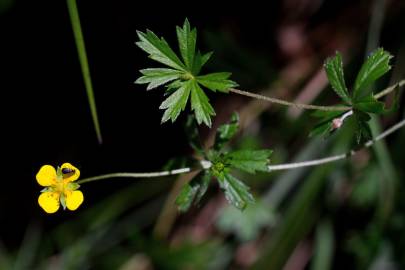 Fotografia da espécie Potentilla erecta