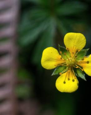 Fotografia 18 da espécie Potentilla erecta no Jardim Botânico UTAD