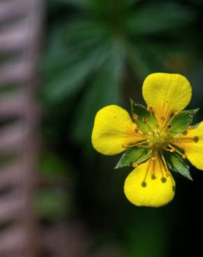 Fotografia 18 da espécie Potentilla erecta no Jardim Botânico UTAD