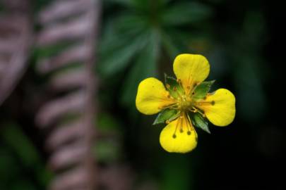 Fotografia da espécie Potentilla erecta