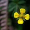 Fotografia 18 da espécie Potentilla erecta do Jardim Botânico UTAD