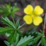 Fotografia 19 da espécie Potentilla erecta do Jardim Botânico UTAD