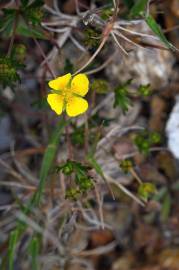 Fotografia da espécie Potentilla erecta