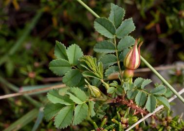 Fotografia da espécie Rosa pimpinellifolia subesp. pimpinellifolia