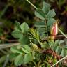 Fotografia 5 da espécie Rosa pimpinellifolia subesp. pimpinellifolia do Jardim Botânico UTAD