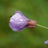 Fotografia 10 da espécie Cardamine pratensis subesp. pratensis do Jardim Botânico UTAD