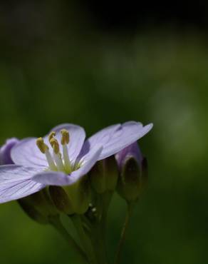 Fotografia 11 da espécie Cardamine pratensis subesp. pratensis no Jardim Botânico UTAD