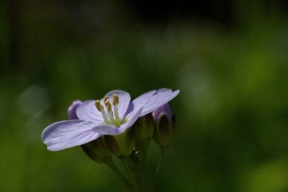 Fotografia da espécie Cardamine pratensis subesp. pratensis