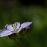 Fotografia 11 da espécie Cardamine pratensis subesp. pratensis do Jardim Botânico UTAD