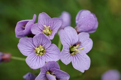 Fotografia da espécie Cardamine pratensis subesp. pratensis